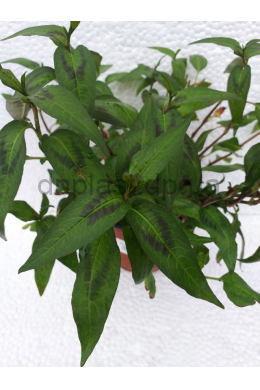 Персікарія Вьєтнамський коріандр (1,2) Persicaria odorata