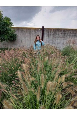 Пеннісетум Карлі Роуз (С2) Pennisetum alopecuroides Karley Rosea Пеннісетум Карлі Роуз (С2) Pennisetum alopecuroides Karley Rosea