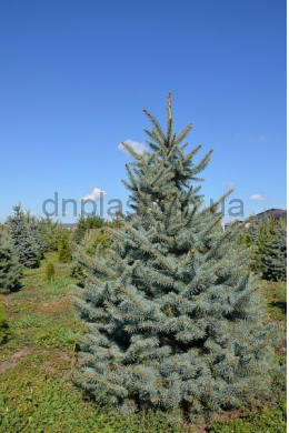 Ель колючая (175-200) Picea pungens glauca (КОМ)