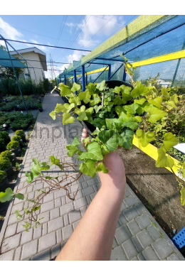 Плющ Дрібнолистий (С2) Hedera helix