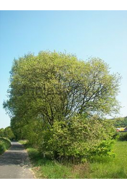 Верба козяча  (L до 6) (Sálix cáprea)