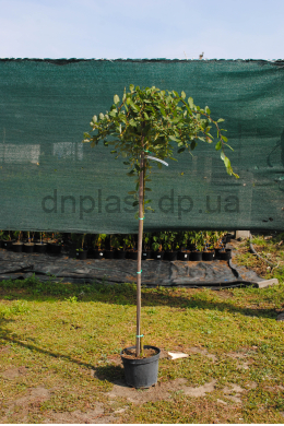 Верба козяча Кілмарнок (плакуча) на штамбі(1,2м, обхв. до 6 см) Salix Kilmanrok 