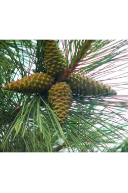 Сосна кримська (150-175) Pinus Pallasiana Сосна кримська (150-175) Pinus Pallasiana