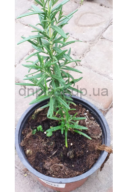 Розмарин Абраксас (С1,2) Rosmarinus officinalis Розмарин Абраксас (С1,2) Rosmarinus officinalis