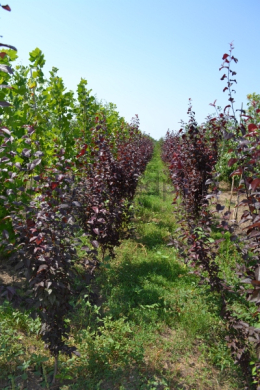 Слива Піссарді КОМ (L 8-10см) Prunus pissardii