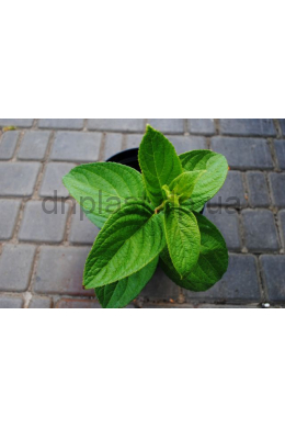 Гортензія волотиста Мега Мінді (С5) Hydrangea paniculata Mega Mindy Гортензія волотиста Мега Мінді (С5) Hydrangea paniculata Mega Mindy
