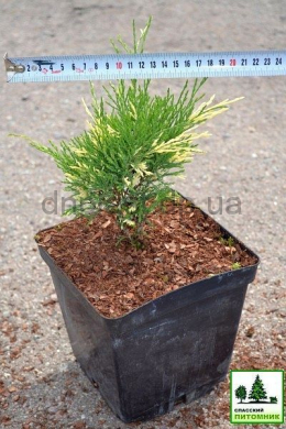 Варієгата (С3л) ялівець казацький (Variegata) (h-15-20,d-30)