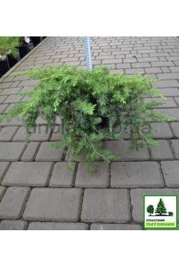 Конферта (С5л) ялівець горизонтальний Conferta h-7,d-50