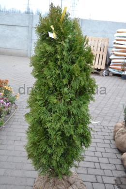 Смарагд (h-100-125) туя західна(Smaragd) КОМ