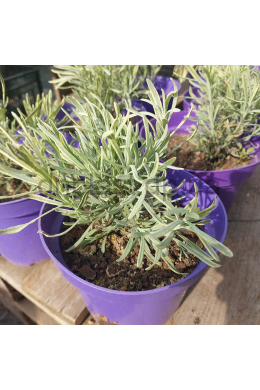 Лаванда Платинум блонд (С2) Lavandula Platinum blond Лаванда Платинум блонд (С2) Lavandula Platinum blond