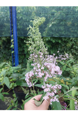 Буддлея Давида Гулівер (С2) Buddleja davidii Gulliver Буддлея Давида Гулівер (С2) Buddleja davidii Gulliver