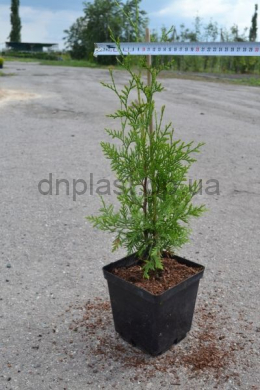 Брабант (С 3л) туя західна (Brabant) (h-35-40, d-20) Брабант (С 3л) туя західна (Brabant) (h-35-40, d-20)