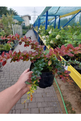 Барбарис середній  Ред Джевел (С2) Berberis media Red Jewel