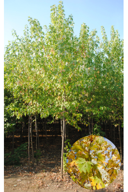 Клен сахаристий сріблястий (L12-14см) КОМ (Acer saccharum) 