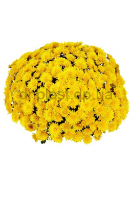 Хризантема Conella Yellow (С3)