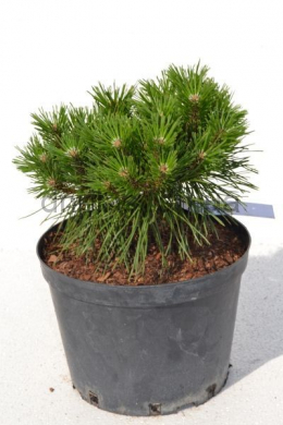 Бенджамин Сосна горная (С5) Pinus mugo Benjamin																						
