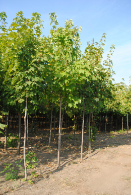 Клен псевдоплатановий (L 6-8см) КОМ (Acer) 