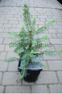 Ель колючая Маджестик Блу  (С3) Picea "Glauca Majestic Blu"