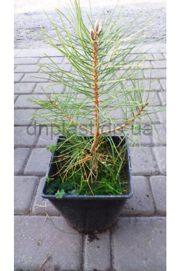 Сосна обыкновенная (С3) Pinus Pallasiana h-25, d-20