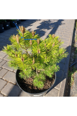Лоу Глоу На штамбе Сосна густоцветковая (С15) Pinus densiflora Low Glow 																						
