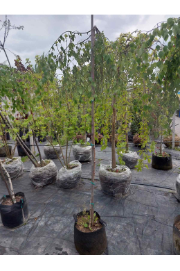 Береза плакуча Юнгі КОМ (L до 6см) Betula pendula Youngii Береза плакуча Юнгі КОМ (L до 6см) Betula pendula Youngii