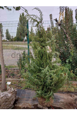 Калебаб (100-125см) ялівець звичайний КОМ