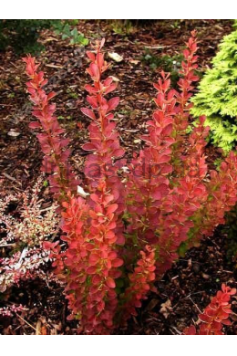 Барбарис Тунберга Роуз Рокет (С3) Berberis thunbergii Rose Rocket