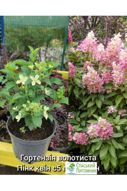 Гортензія волотиста Пінк Квін (С2) Hydrangea paniculata Pink Queen