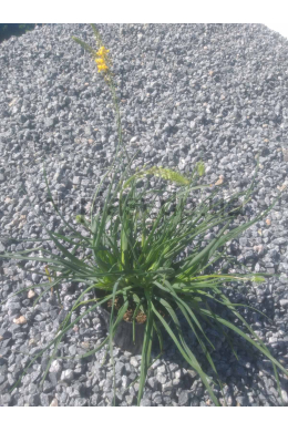 Медікус (С2) Medicus Медікус (С2) Medicus