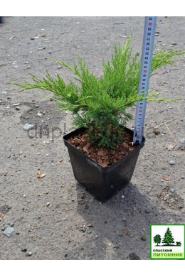 Блю Дануб (С3л) ялівець козацький (Blue Danube) (h-25-30,d-20)