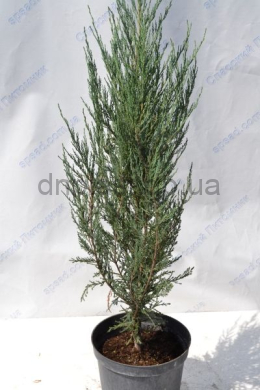 Блу Арроу (С 7,5л) ялівець  скельний (Blue Arrow) h-70,d-20