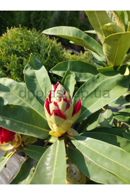 Рододендрон Нова Зембла (С4) Rhododendron obtusum Nova Zembla Рододендрон Нова Зембла (С4) Rhododendron obtusum Nova Zembla