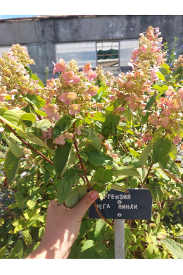 Гортензія волотиста Мега Мінді КОМ Hydrangea paniculata Mega Mindy Гортензія волотиста Мега Мінді КОМ Hydrangea paniculata Mega Mindy