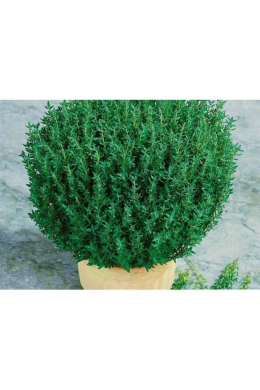 Тим'ян Фредо (С2) Thymus Fredo